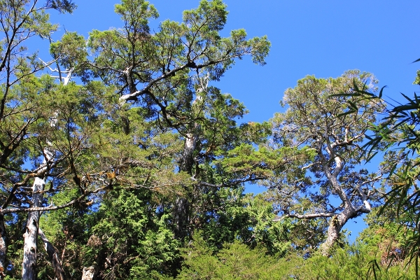 太平山檜木原始林→鐵杉林步道P型261447