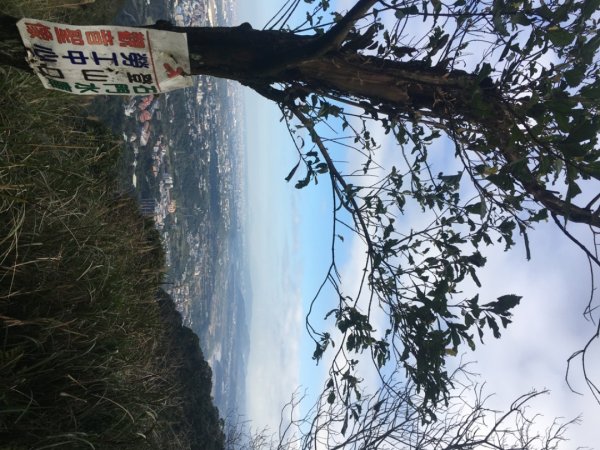 梅花撲鼻香2686601