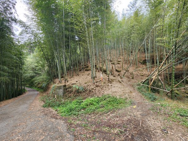 20251228溪頭山龍鳳山嶺頭山O型2992371