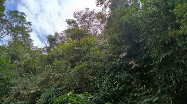 岩壁上的花、艷紅鹿子百合（22869793