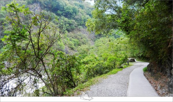 登山健行│花蓮秀林，白楊步道956475