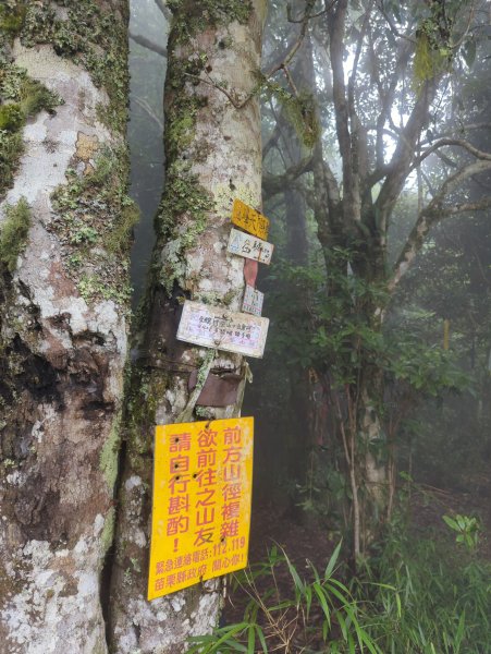 2025.07.13－漫步於森林中：鵝公髻山2835454