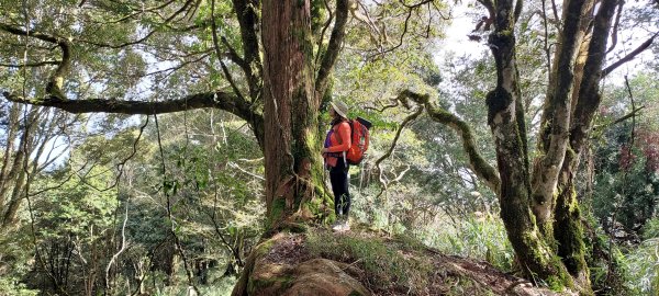 水漾森林、鹿屈山、眠月神木2729648