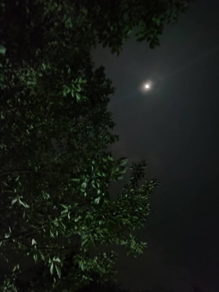 【油羅山/露營】 仙境舒活健走，雲端徜徉野趣！2887867