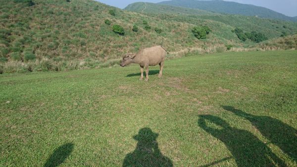 2018陽0513明山東西大縱走(逆)半333441