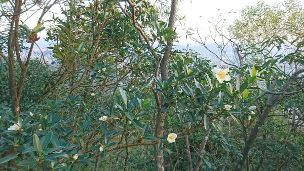 特別的大石頭步道333011