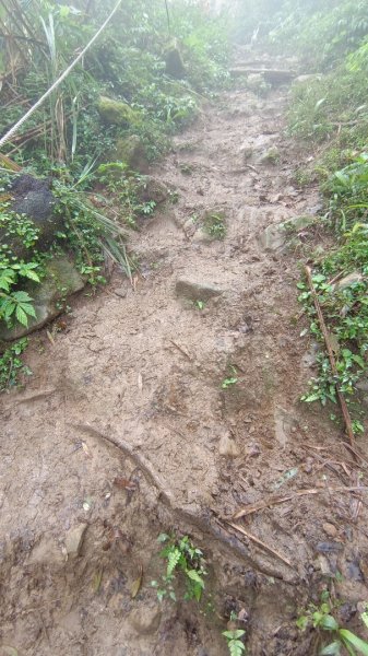 關刀山（出關古道-聖關段）苗栗小百岳1943932