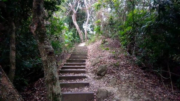 20221229 阿罩霧山 中心瓏步道 玉蘭谷 櫻花步道 大O型1975661