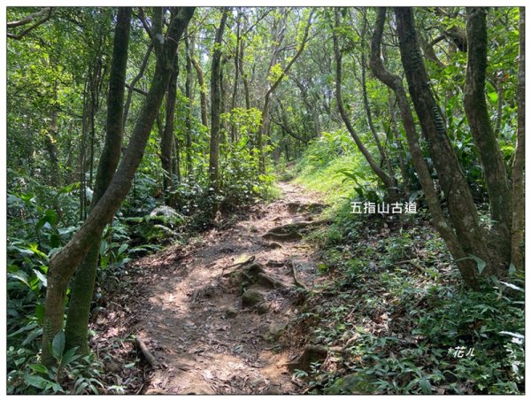 臺北大縱走第四段 風櫃嘴至捷運大湖公園站3079946