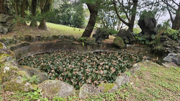 20260220大慈寺參拜道-四十基石-中正山-中正山東南峰3002847