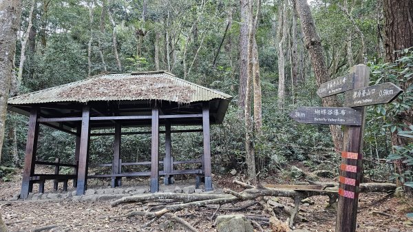 240316-谷關七雄-唐麻丹山(老七)。美美兔進山捉熊去。240316-谷關七雄-唐麻丹山(老七)2457408