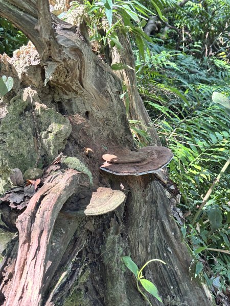 小百岳 - 汐止大尖山2869345