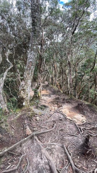 北得拉曼內鳥嘴山賞黃金山毛櫸、神木、雲海2647854