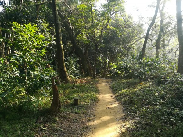 土城清水大尖山/朱財華紀念步道833998