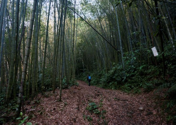 志繼山、東眼山O型1335784