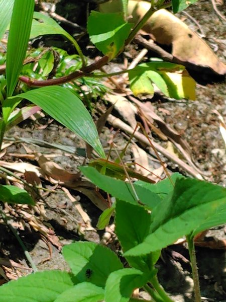 石盤坑 墘溪 橫屏山西峰 橫屏山2890692
