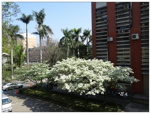 台大校園/流蘇花開封面