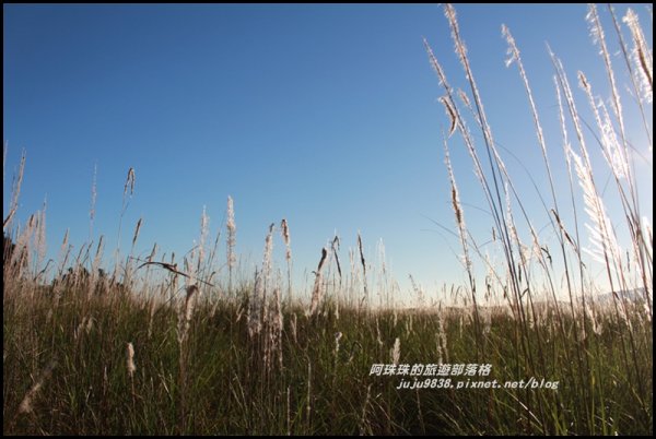 季節限定蘭陽溪畔甜根子草的銀白世界489305