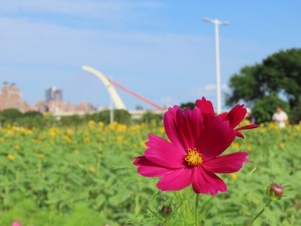 ［大佳河濱公園］［向日葵］2329568