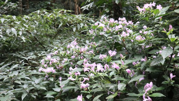 獵貍尖步道連走烏塗溪步道登山健行趣(淡蘭南路TK3-6&TK3-5&TK3-4)2404497