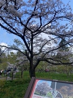 1130306大塔山步道2696741