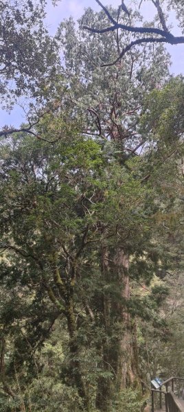 拉拉山國家森林遊樂區2752227