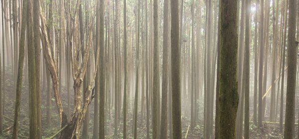 縱走大鳥鵝2828383