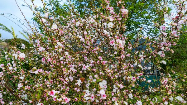 《蝶戀花・賞墨染櫻》2716445