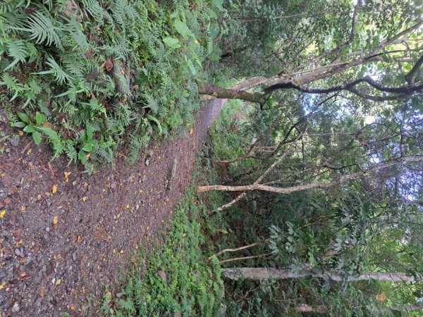 小百岳集起來立霧山登山步道，初音山步道3113463