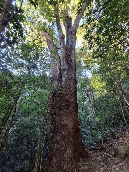 谷關蝴蝶谷瀑布202511202940784