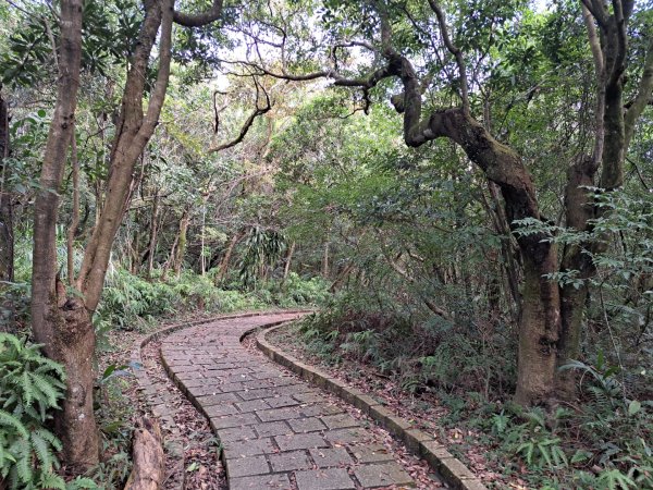小百岳集起來大崙頭尾山親山步道3127352