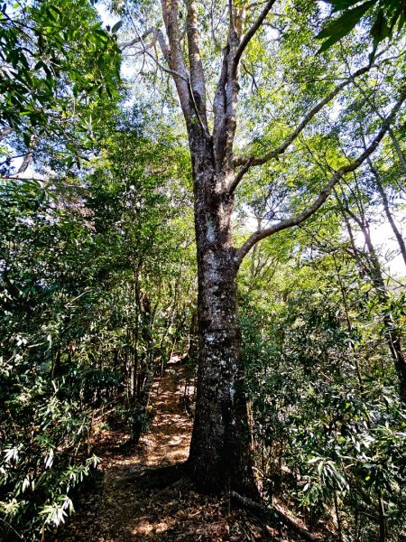 唐麻丹山-谷關七雄(老么)2991564