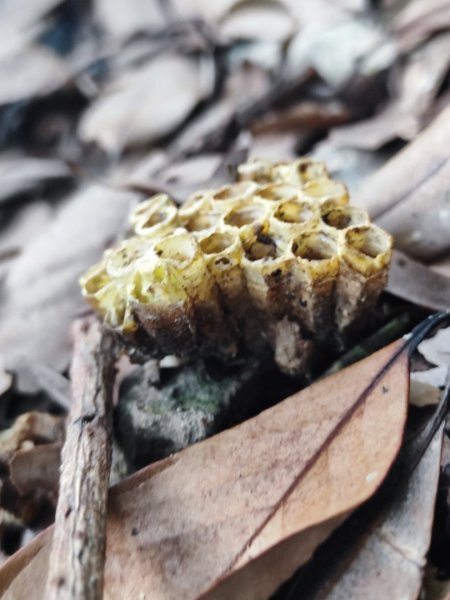 三峽白雞三山2963345