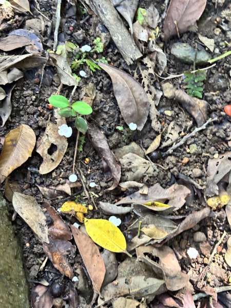 龜山島 401 高地登島2899108