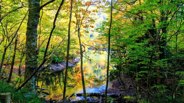 秋田縣白神山地十二湖2929760