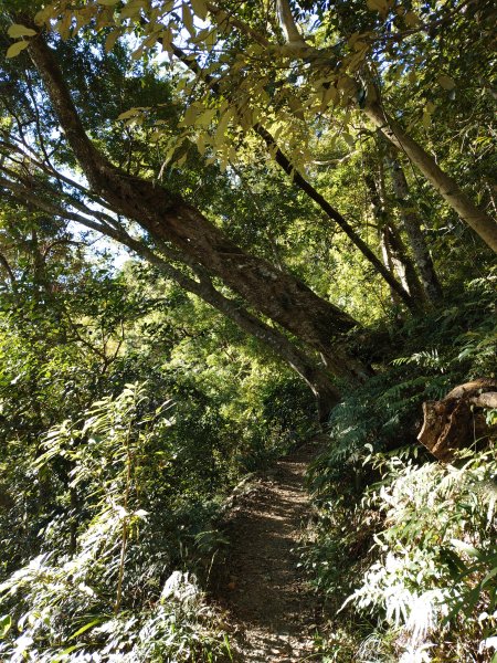 佳保台山-八仙山2910261