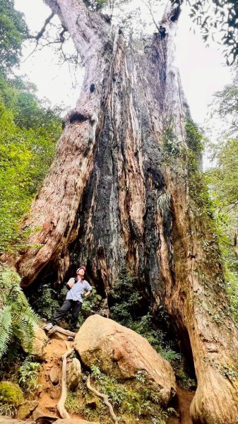 🌈12/28（日）北得拉曼神木+內鳥嘴山✨FB：熊熊趴爬走🌈2971266