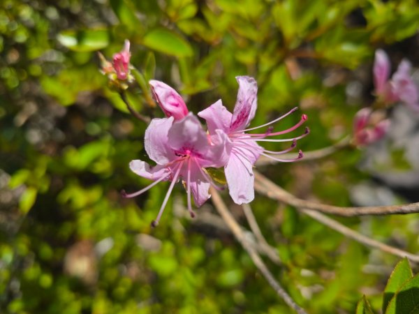 鳶嘴山杜鵑盛開2770222