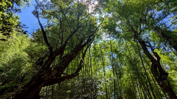 鳳凰山步道（溪頭）2838228