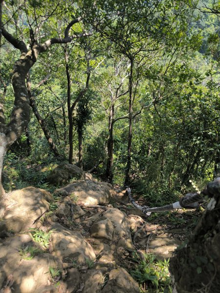 20250913微笑山線：【天上山系】望月亭桐花段2883410