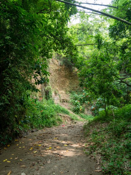 石牌坑親水步道、密毛魔芋、四面佛寺2147359