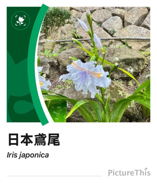 獅山 六寮古道 獅頭獅尾走一圈2992728