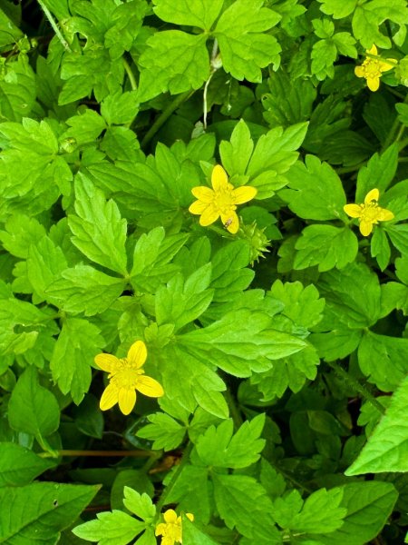 羊彎上武岫大崙山茶園尋山頭2824901