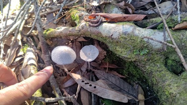 嘉義縣最遙遠的南霞山2698993