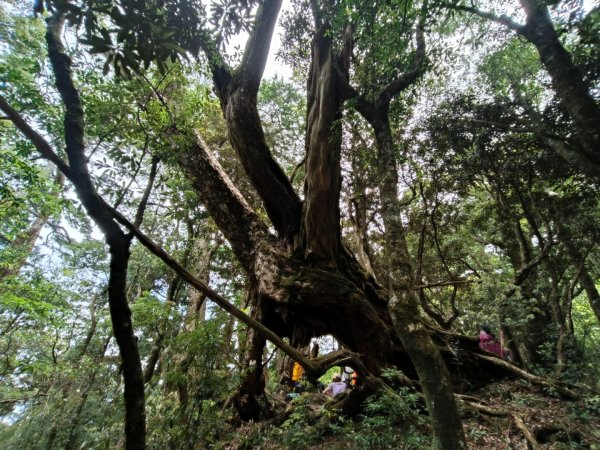 1130511夫拉縱走2500164