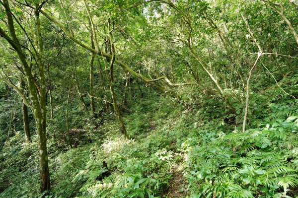 新北 烏來 火燒樟山、落鳳山2557700