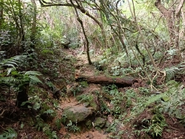 基隆市/萬里區界寮縱走之三界山+三界山西峰+開眼尖山+七分寮山+瑪七產道山泉水接水亭2979543