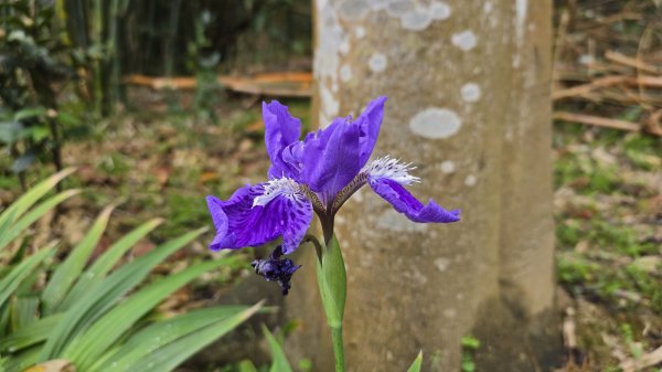 2025樂活夜櫻季搶先看，內湖樂活公園夜櫻季明天熱鬧登場，沿內溝溪3公里近距離欣賞寒櫻、昭和櫻、吉野2695698