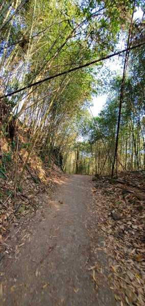 2023-03-12馬那邦山登山步道2065821