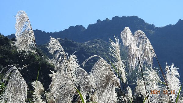 人品大爆發?天道酬勤?雲海好美好滿，芒花季再度大台北三寶之茶壺/半屏/燦光寮山1552237